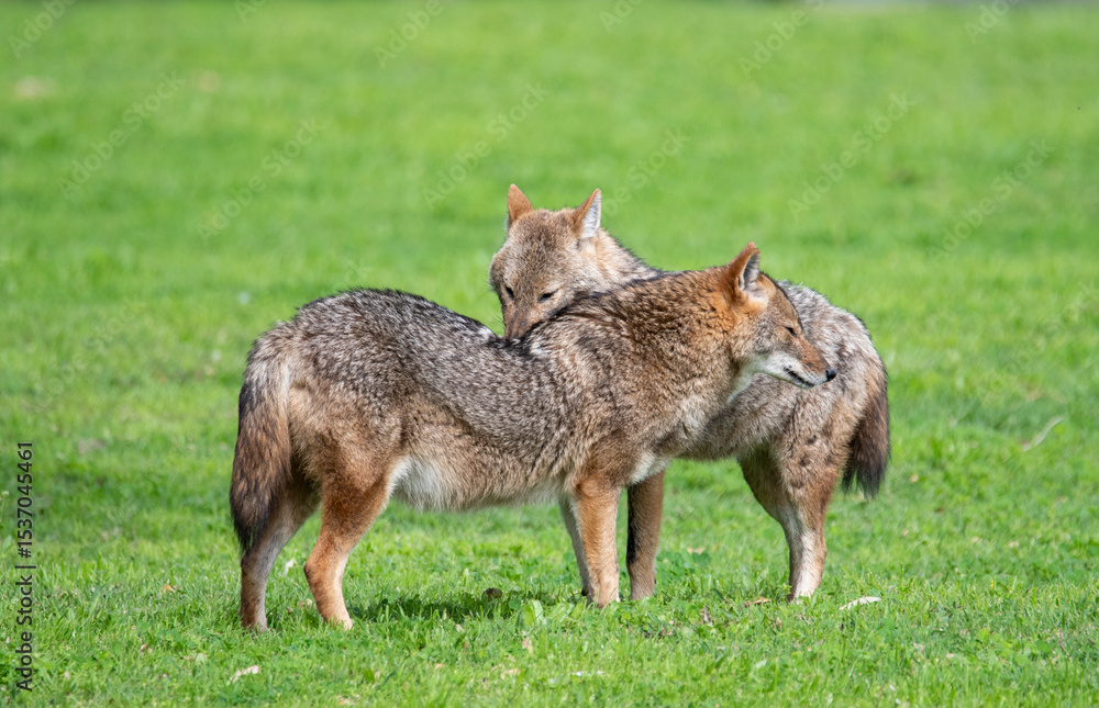 Fototapeta premium Resting in the park