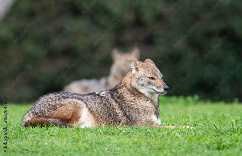 Fototapeta premium Resting in the park
