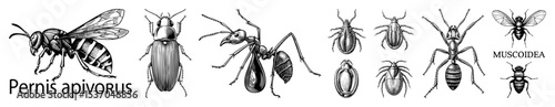 Vector Detailed illustrations showcase various perspectives of a parasitic wasp and a fly.