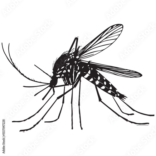 Black and white mosquito illustration vector graphic
