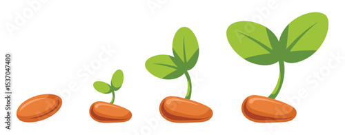 Seed germination stages growth process illustration