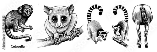 Vector Detailed illustrations of lemurs in various poses showcase their unique features.