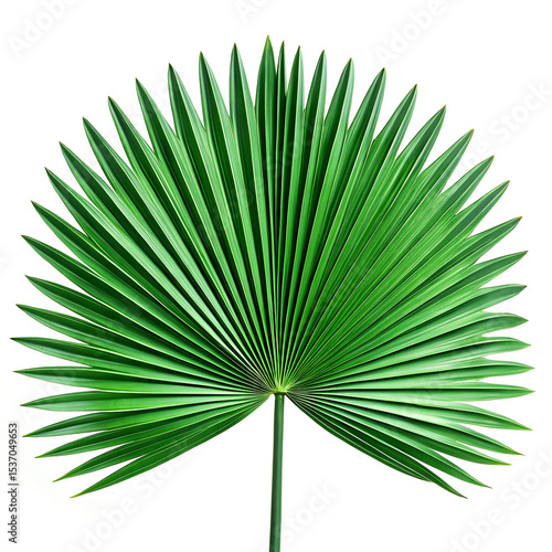 Fiji fan palm pinnate leaves at 90° showing parallel veins and bifid tips, 4K detail