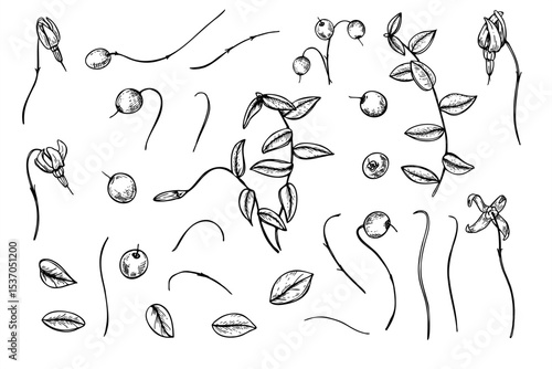 Monochrome cranberries with flowers, branches, and leaves clip art vector illustration painted by black inks. Swamp and forest berries set for packaging, herbal medicine branding, seasonal designs