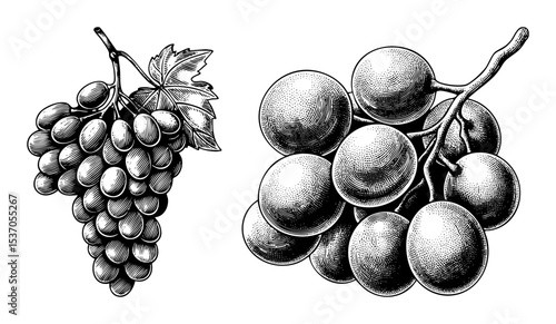 Vector Detailed illustrations of two grape bunches showcase botanical accuracy.
