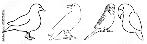 Vector Diverse bird illustrations showcase waterfowl avian and affectionate budgerigars.