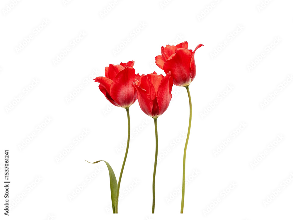 Obraz premium Three red tulips isolated on transparent background
