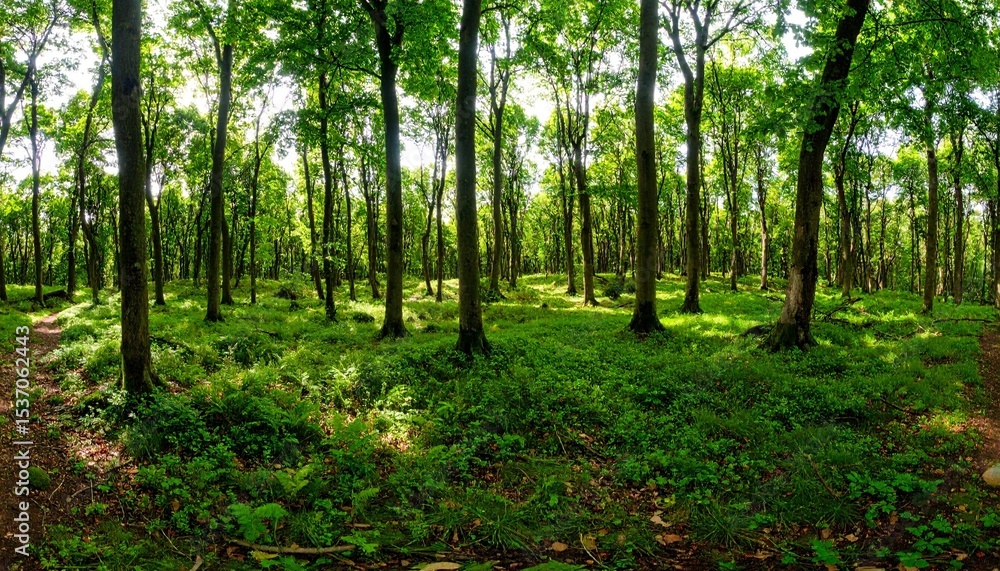 trees in the forest trees in the forest