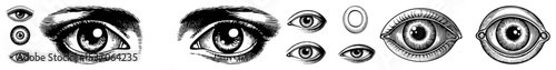 Vector Intricate eyes and pupils illustrations showcase detailed anatomical features.