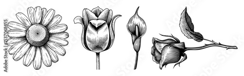Vector Botanical illustrations showcase a daisy tulip buds and a rose in vintage engraving style.