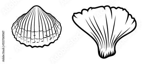 Vector Detailed scallop illustrations showcase marine life elements.
