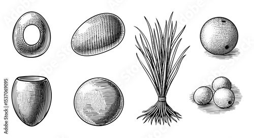Vector Vintage botanical illustrations depict various rounded forms and a sheaf of wheat.