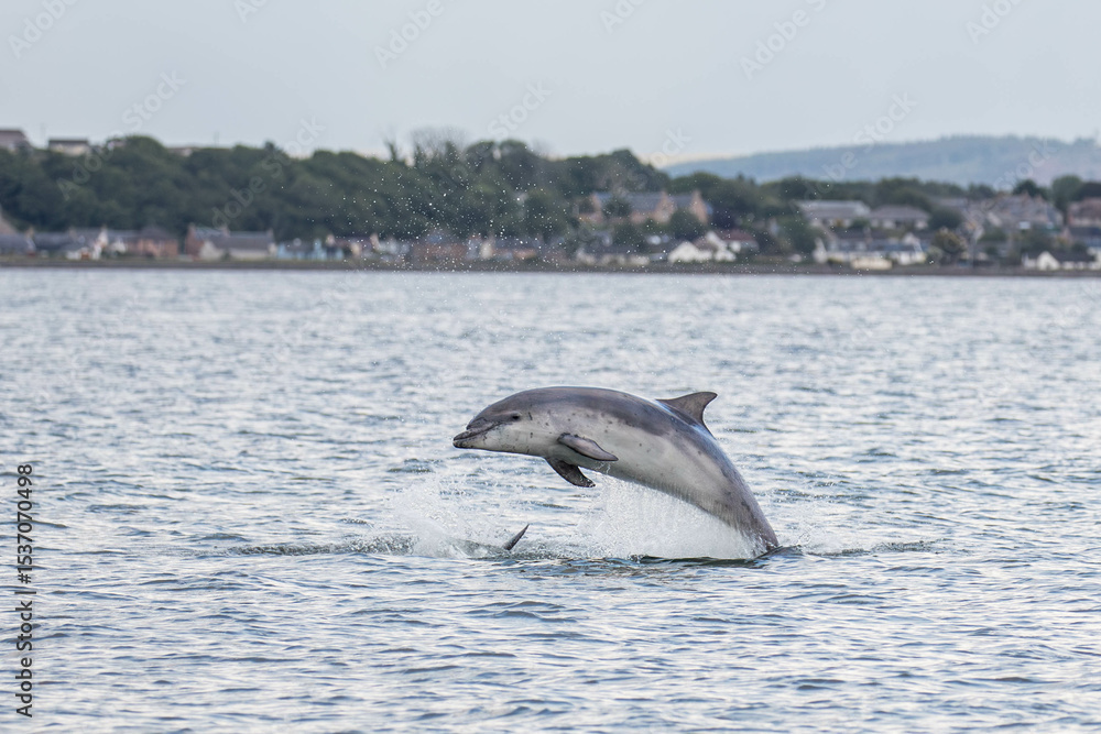 Obraz premium a dolphin jumping out of the water