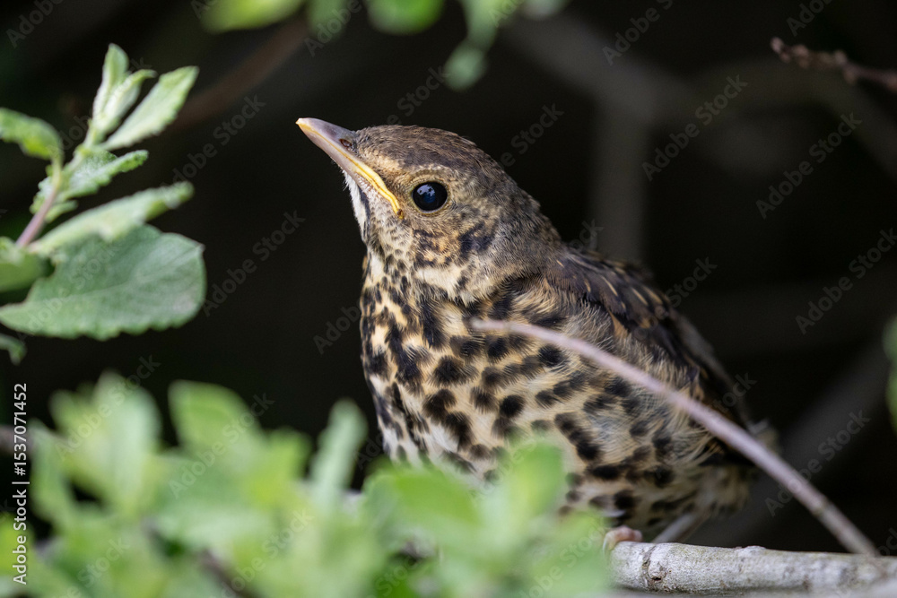 Fototapeta premium a young song thrush (german: Singdrossel - Turdus philomelos) 