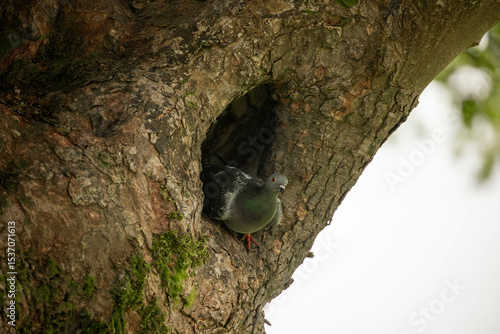 pigeon in a tree