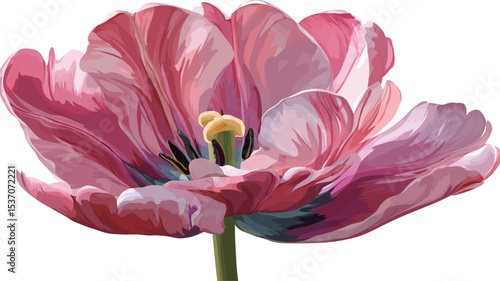 Close-up illustration of a double tulip displaying pink and white variegated petals. The petals are softly rendered with subtle color variations, showing a layered texture. 