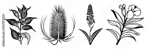 Vector Botanical of diverse plant structures in monochrome style.