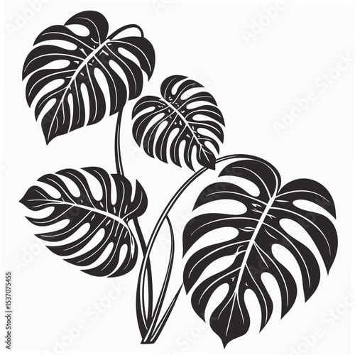 Elegant monstera deliciosa leaves isolated on white