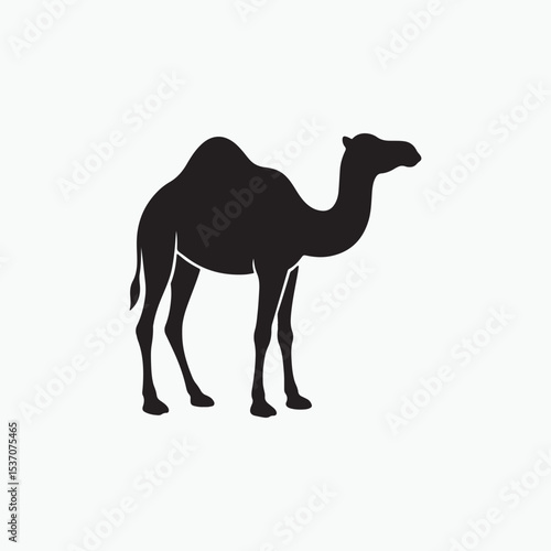 camel isolated on white