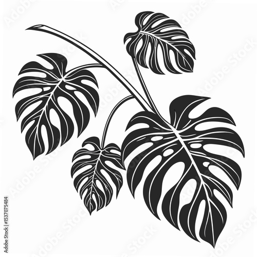 Elegant black monstera deliciosa leaves on white background