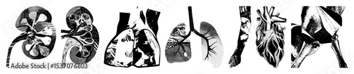 Vector Detailed anatomical illustrations of internal organs form a striking visual sequence.