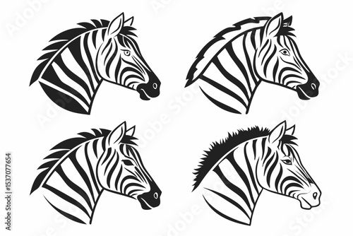 black and white zebra