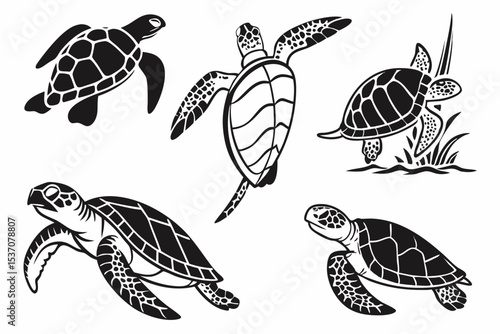 turtle