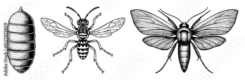 Vector Illustrative depiction of a wasp life cycle showcasing pupa wasp and moth stages.