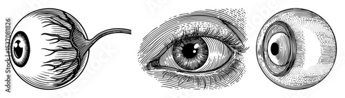 Vector Detailed illustrations of human eyes showcase anatomical precision.