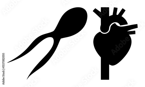 Vector Sperm and Heart Representing Reproduction and Vitality