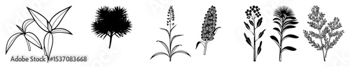 Vector Botanical of diverse cereal plant stalks and leaves.