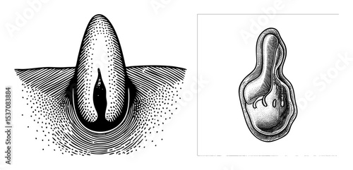 Vector Detailed illustrations depict a leech and a bowling pin.