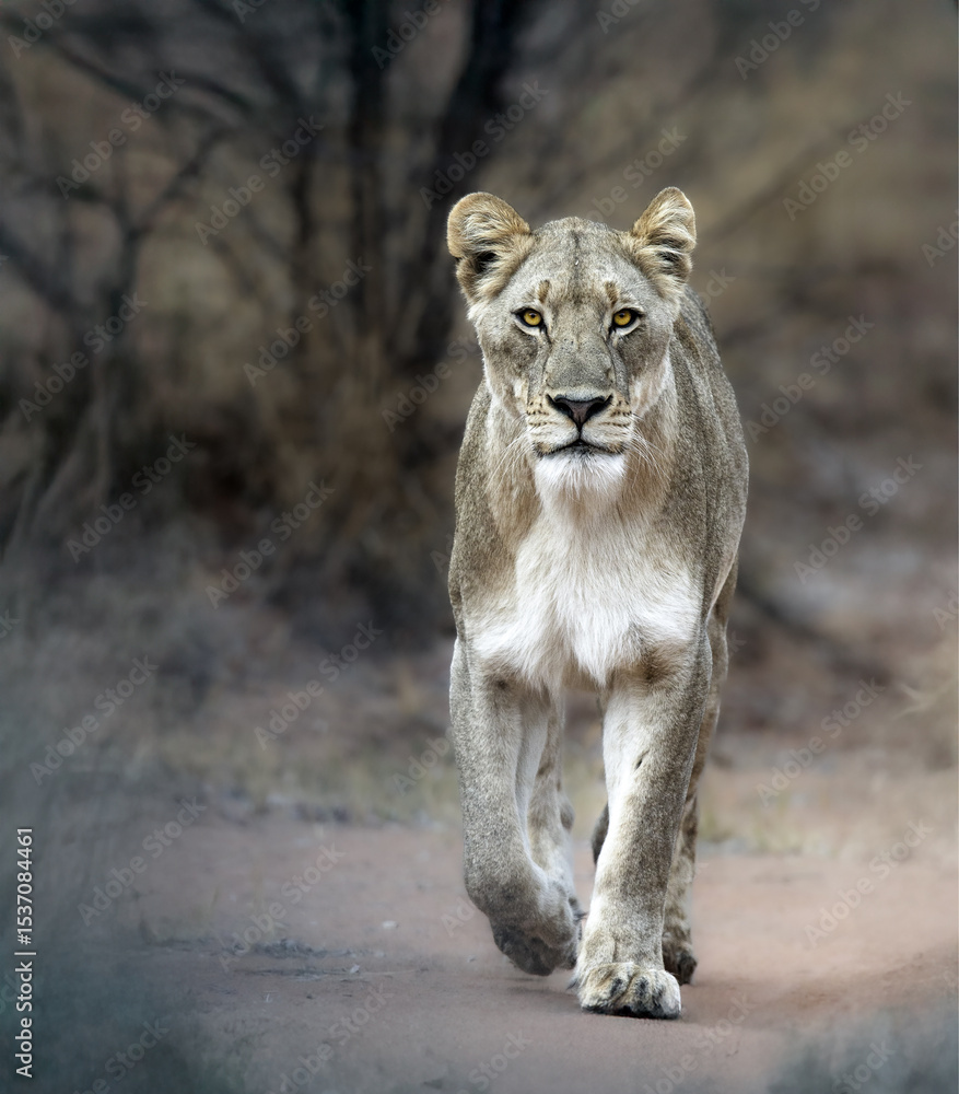 Obraz premium A determined female lion (lioness) walks down a path in the Dinokeng Game Reserve in Gauteng, South Africa.