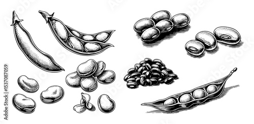 Vector Detailed illustrations of fava beans in pods and scattered arrangements.