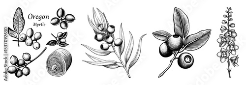 Vector Detailed botanical of Oregon Myrtle branches berries and leaves.