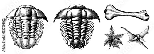 Vector Paleontological Illustrations of Trilobites Bone Pterosaur and Fern