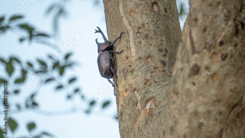 Close-up of rhinoceros beetle 2