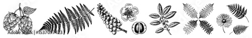 Vector Botanical illustrations showcase detailed hops ferns orchids and foliage.