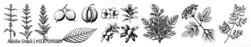 Vector Botanical featuring detailed depictions of various plant stems and foliage.