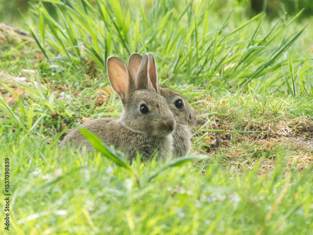 Fototapeta premium Nature Photography: Two Baby Rabbits in Green Grass