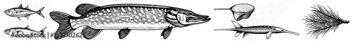 Vector Detailed of aquatic creatures and fishing lures in vintage style.