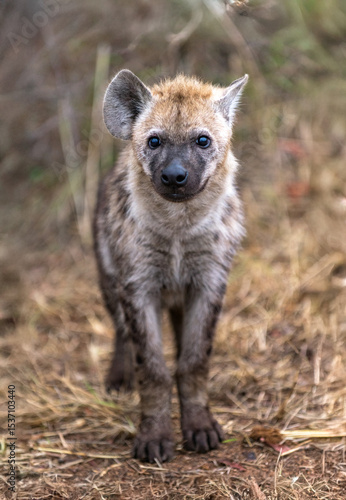 An isolated small hyena pup.(baby) surveys his surroundings.