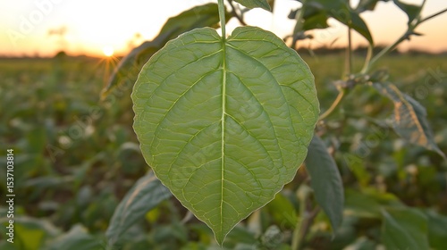 Wallpaper Mural Closeup Green Leaf at Sunset in a Field Torontodigital.ca
