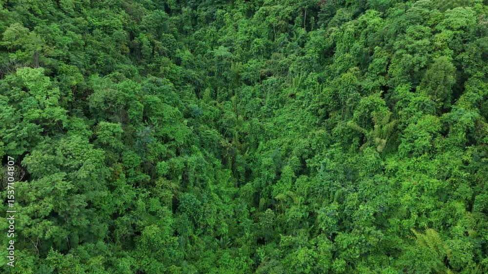 Aerial drone shot over primary Jungle tropical rain forest in Nan, Thailand. Aerial view, moving over a rainforest tree canopy in a slow pace beautiful green nature background of a tropical forest. Aerial drone shot over primary Jungle tropical rain forest in Nan, Thailand. Aerial view, moving over a rainforest tree canopy in a slow pace beautiful green nature background of a tropical forest.