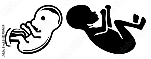 Vector Fetal Development Stages