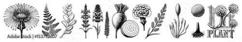 Vector Botanical featuring diverse plant specimens and typographic .