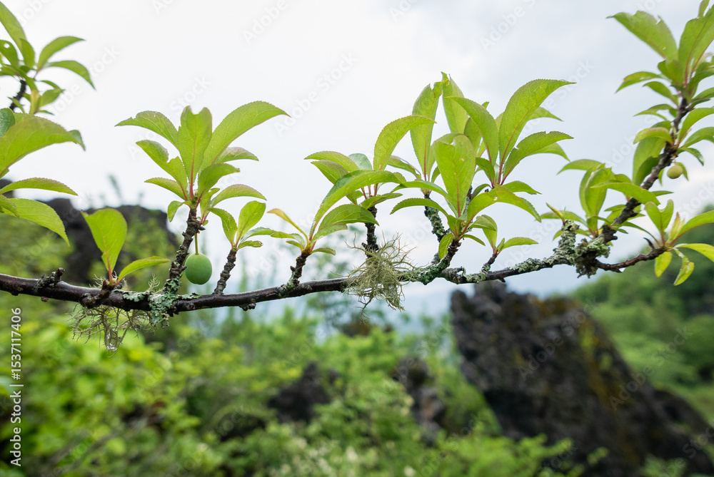 Fototapeta premium Branching out young fruit growth in lush nature scenic landscape close-up view botanical wonder