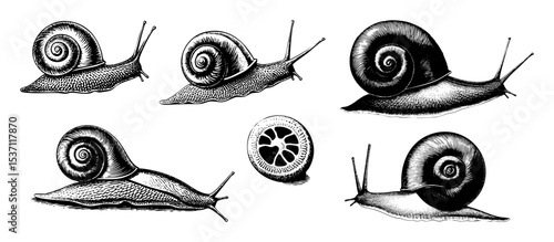 Vector Detailed illustrations of snails showcase diverse perspectives and .