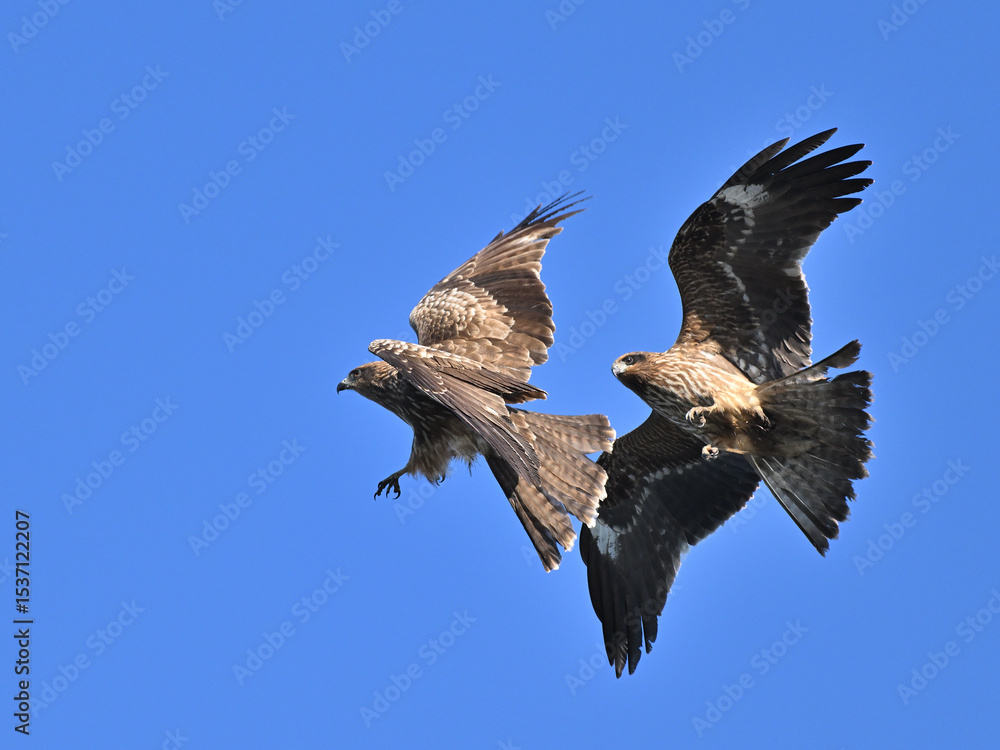 Obraz premium トビ Black Kite