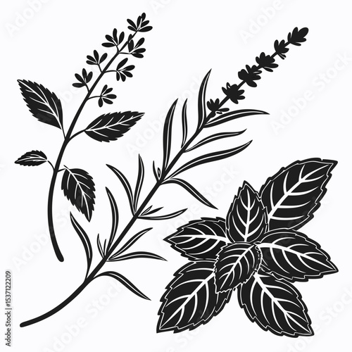Aromatic herbs black and white illustration mint lavender rosemary